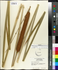 Typha domingensis image