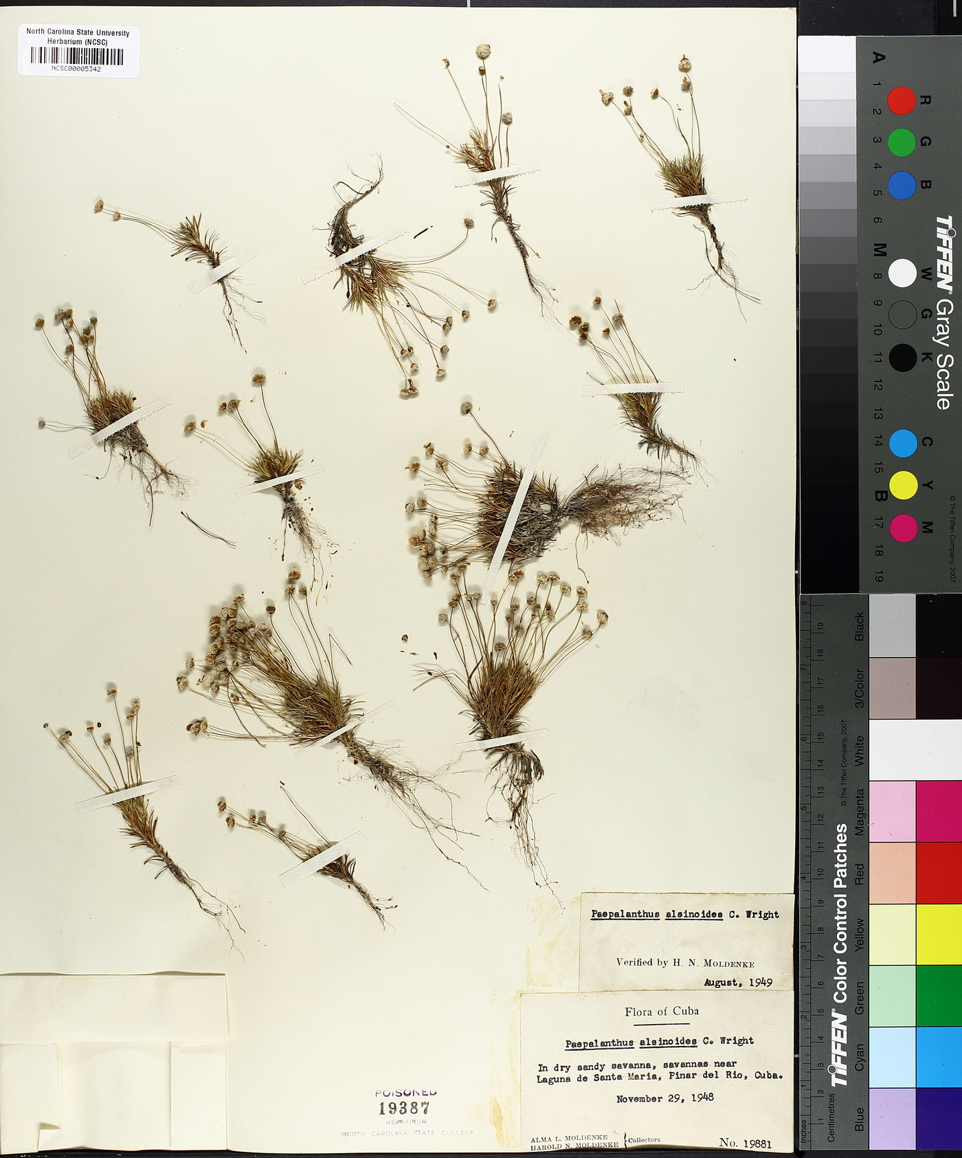 Paepalanthus alsinoides image