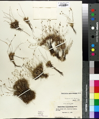 Paepalanthus polytrichoides image