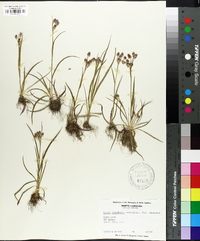 Luzula campestris var. bulbosa image