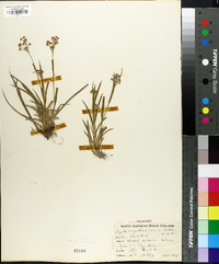 Luzula campestris var. bulbosa image