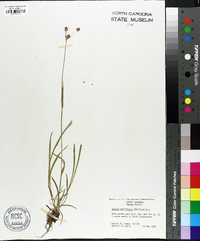 Luzula multiflora image