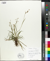 Luzula echinata image
