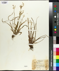 Luzula campestris var. bulbosa image