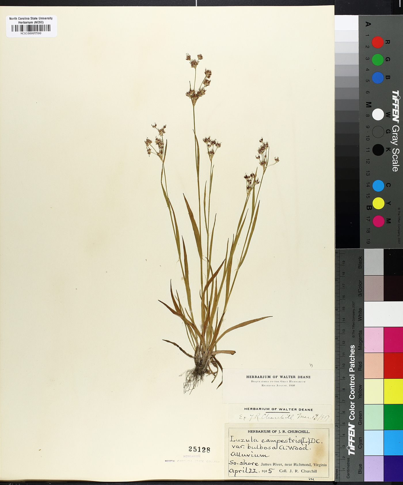 Luzula campestris var. bulbosa image