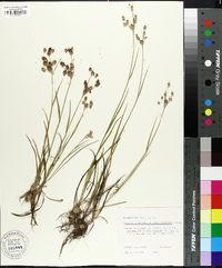 Luzula campestris var. bulbosa image