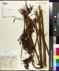 Cladium jamaicense image