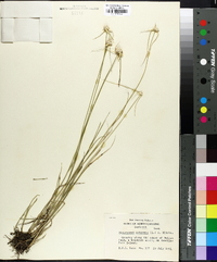 Rhynchospora colorata image