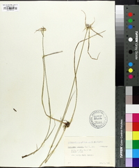 Rhynchospora colorata image