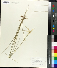 Dichromena latifolia image