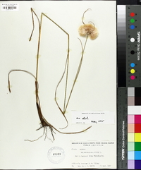 Eriophorum virginicum image