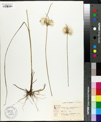 Eriophorum virginicum image