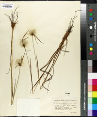 Eriophorum viridicarinatum image