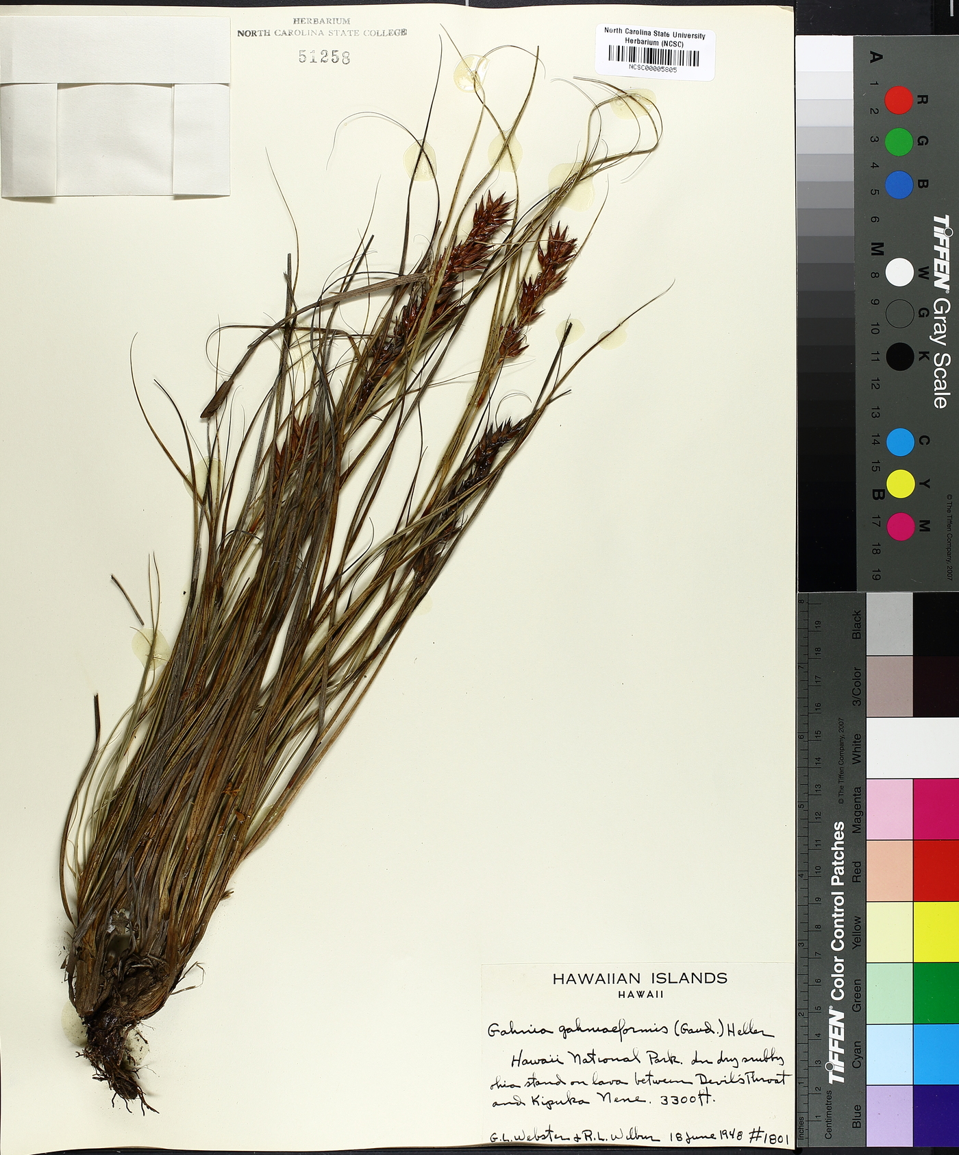Gahnia gahniiformis image
