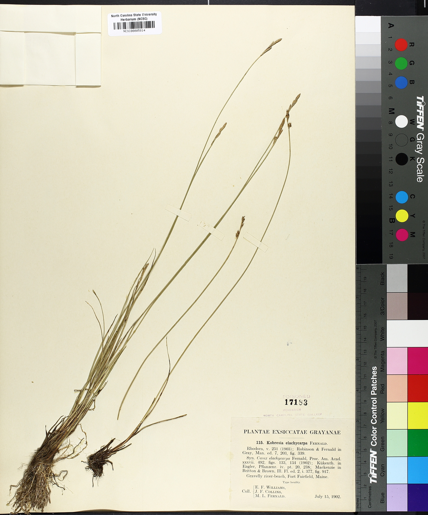 Kobresia elachycarpa image