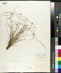 Cyperus hortensis image