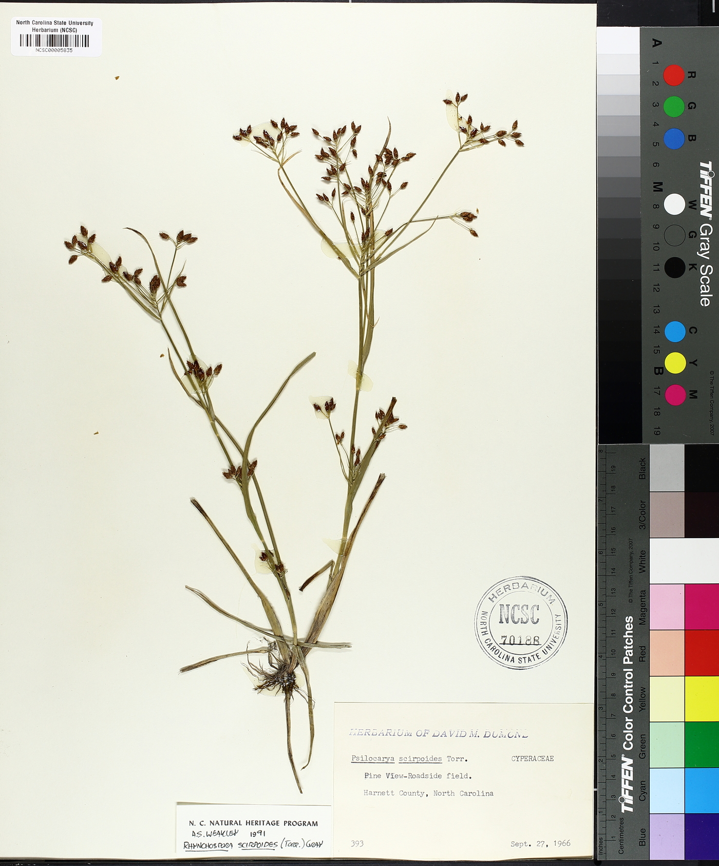 Psilocarya scirpoides image