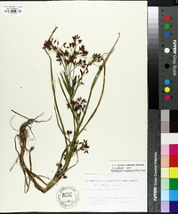 Psilocarya nitens image