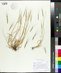 Aegilops triuncialis image