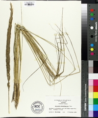 Ammophila breviligulata image