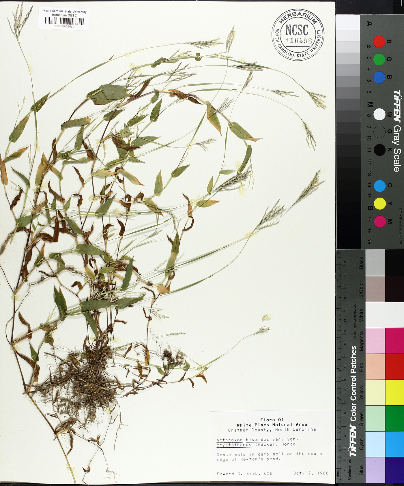 Arthraxon hispidus var. cryptatherus image