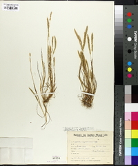 Image of Agrostis hygrometrica