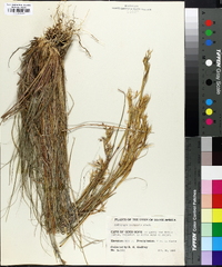 Cymbopogon plurinodis image