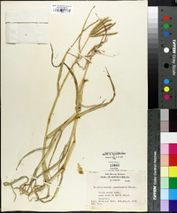 Dactyloctenium aegyptium image