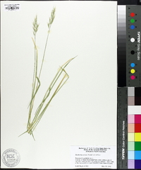 Danthonia sericea image