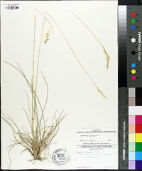 Danthonia sericea image