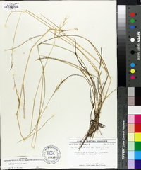 Danthonia sericea var. epilis image