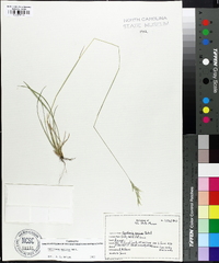 Danthonia sericea image