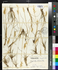 Danthonia cirrata image