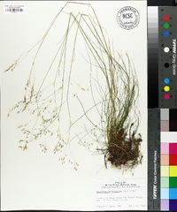 Deschampsia flexuosa image