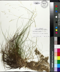 Deschampsia flexuosa image