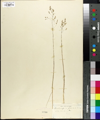 Deschampsia flexuosa image