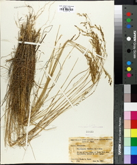 Deschampsia flexuosa image