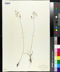 Deschampsia flexuosa image