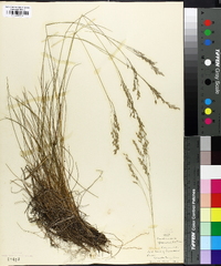 Deschampsia flexuosa image