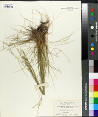 Deschampsia flexuosa image