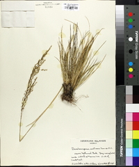 Deschampsia australis image