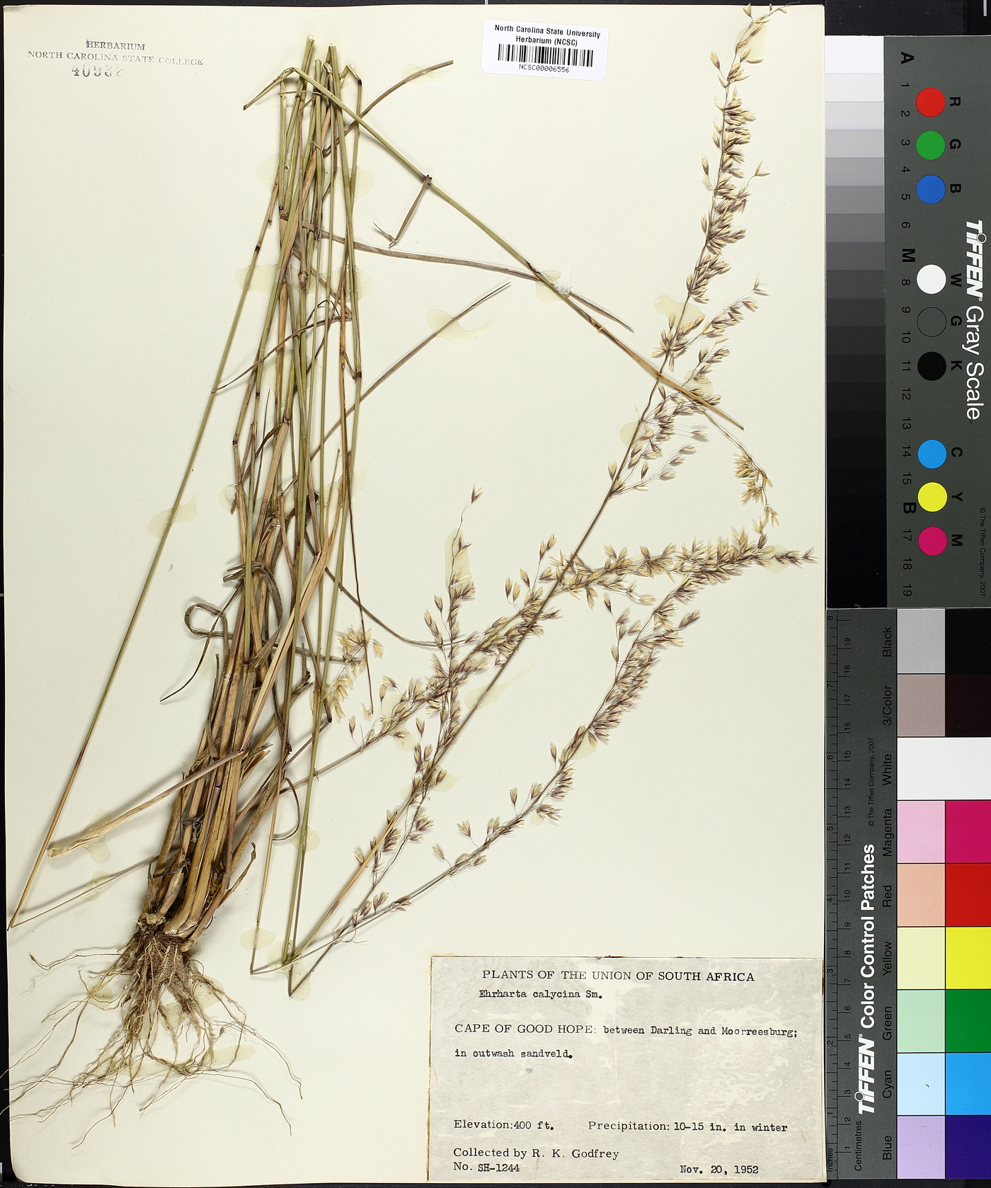 Ehrharta calycina image