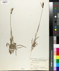 Eustachys petraea image