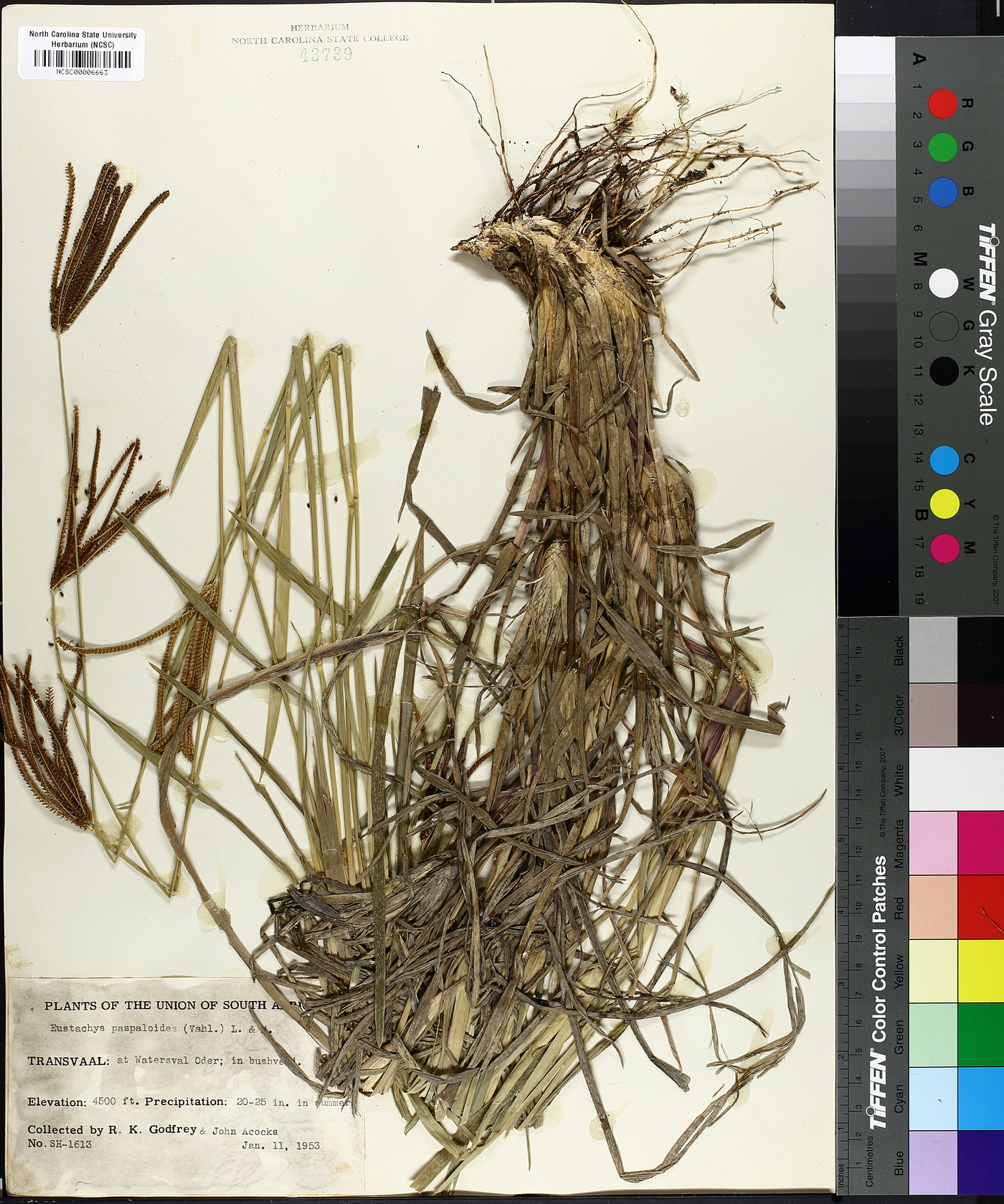 Eustachys paspaloides image