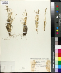 Helictotrichon mortonianum image