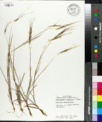 Heteropogon contortus image