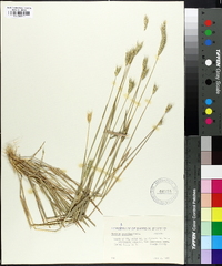 Hordeum pusillum image