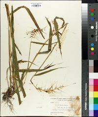 Elymus hystrix image