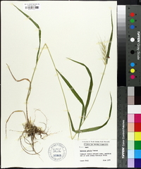 Elymus hystrix image