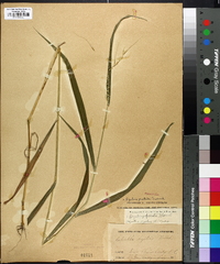 Elymus hystrix image